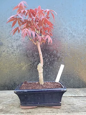 Japanese Maple Shohin Bonsai Tree (Acer Palmatum) In 15cm Bonsai Pot Outside 4 • £34