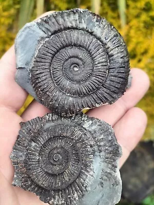 Dactylioceras Sp Ammonite Pos Neg Whitby Yorkshire Uk Dinosaur Fossil • $11.18