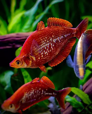 Stunning Red Rainbow Fish Glossolepis Incises Tropical Aquarium Live Fish • £9.54