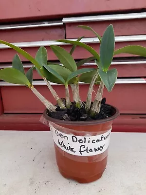 Dendrobium Delicatum  • $12