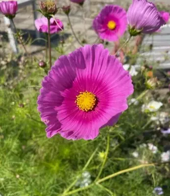 COSMOS Hot Pink Cupcakes 30 Seeds • £2.25