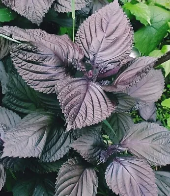 Purple Shiso Seeds Perilla Japanese Basil Red Mint NON-GMO. 400 Seeds. • $2.49