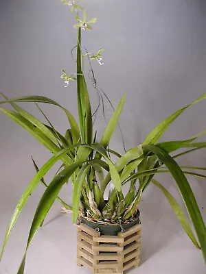  Encyclia Replicata Huge Plant In Flower Fragrant • $47