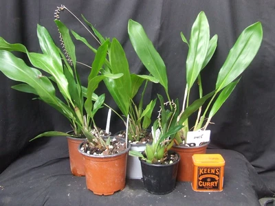 $60 • Buy Orchid Plant 0415. Dendrochilum Species X 5 Nice Plants Some In Bloom