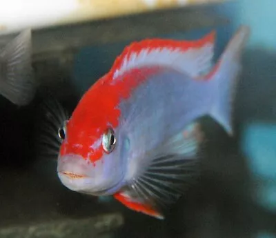 Pseudotropheus Ndumbi Red Top Malawi African Mbuna Cichlid 4cm • £15