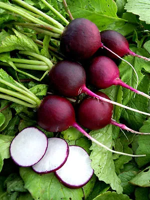 Radish Malaga Purple  13 Gram ~ Approx 1105 Finest Seeds • £2.49