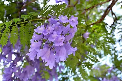 Jacaranda Tree - Jacaranda Mimosifolia. 10 Fresh  Viable Seeds.bonsai -free Post • £3.99