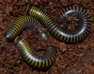 3 LIVE - Bumblebee Millipedes + 2 Scarlet Millipede. Bioactive Composting Pets! • $20