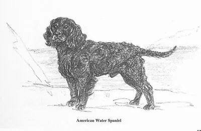 American Water Spaniel - CUSTOM MATTED - 1962 Vintage Dog Art Print - Cook • $15
