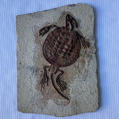 $298 • Buy Placochelys Fossil Turtle Dinosaur Placodonts Skeleton With Skull Claws Triassic