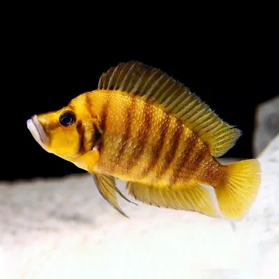 Gold Compressiceps | Altolamprologus Compressiceps «Gold» | Tanganyika Lake • £17.71