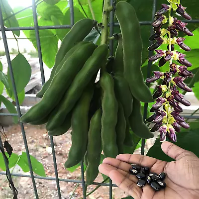 Velvet Bean Mucuna Pruriens Seeds Lacuna Bean /Lyon Bean Monkey Tamarind 10 Seed • $6.99