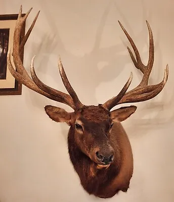 Elk - North American; Mammal - Big Game; Mount - Shoulder; Antlers - 13 Point • $1050