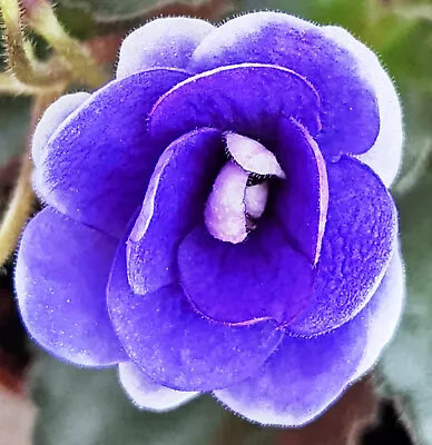 African Violet Plant * PETITE DEEP PURPLE * Semi Miniature Heat Pk Option • $8.50