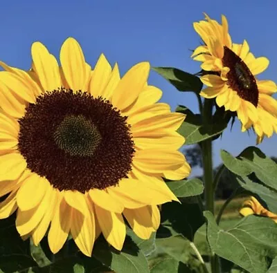 Sunflower Maximilian Helianthus - 30 Seeds - USA • $3.79