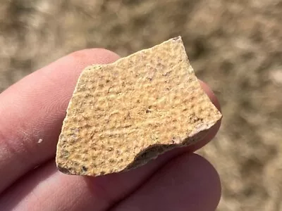 $4.99 • Buy Montana Fossil Turtle Shell Hell Creek Cretaceous Age Bone