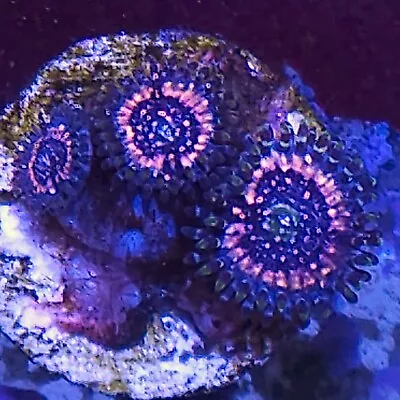 Pink Zippers 4 Head Zoa Frag Colony Coral WYSIWYG • £15.99