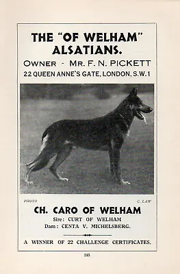 German Shepherd Old Vintage 1934 Named Dog Print Page Ch. Caro Of Welham • $6.21