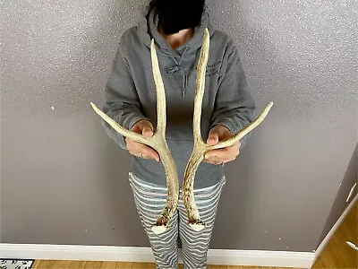 Two Mule Deer Antlers Sheds WILD IDAHO Horns Rustic Decor Dog Chews Crafts Small • $29.99