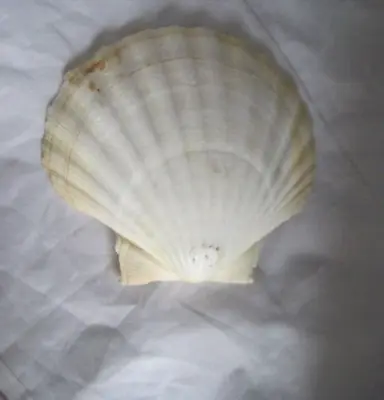 Lions Paw Scallop Large Shell • $2.99