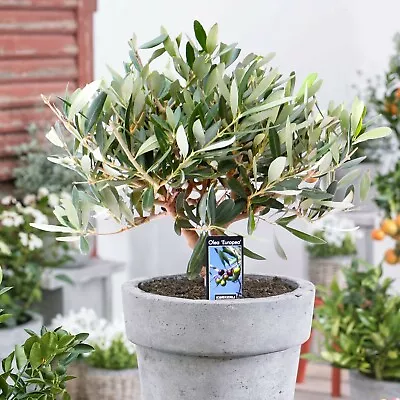 OLEA EUROPEA OLIVE TREE EVERGREEN  HARDY PLANT Bonsai Mini  Stem In 12 Cm P • £14.50