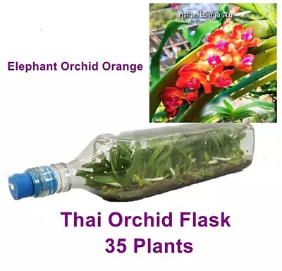 Flask Orchid SoniaPlants Orange Flower Young Plant 35 Plants Free Phyto • £140.40