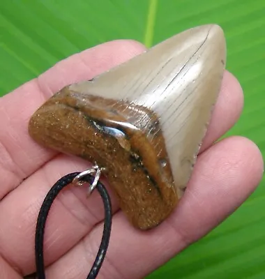 MEGALODON Shark Tooth Necklace -  2 & 1/8 -  SHARKS TEETH REAL FOSSIL - NOT FAKE • $75