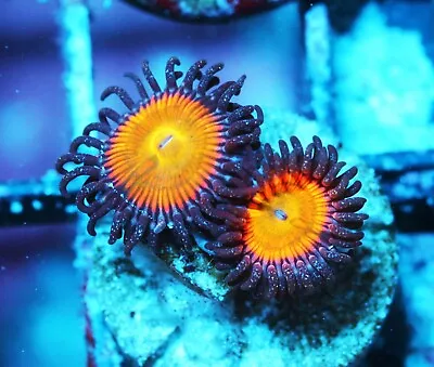 Sunny D Paly Zoanthids Paly Zoa SPS LPS Corals WYSIWYG • $4.99