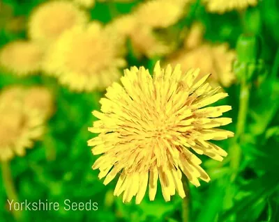 2100x Dandelion Taraxacum Seeds Tortoise Food - Wildflower • £2.29