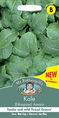 Kale Ethiopian Amara 500 Fresh Seeds    Kale Seeds    Vegetable Seeds • £1.85