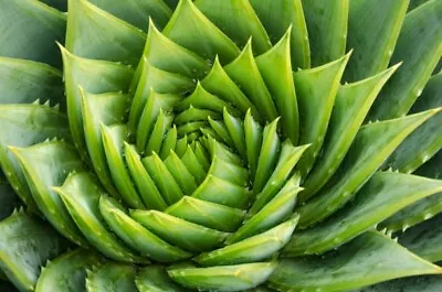 10 X Aloe Polyphylla- Spiral Aloe- Fresh Seeds- Germination Guide With Order • £5.99