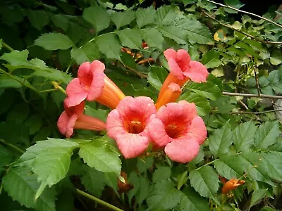 Trumpet Creeper Trumpet Vine (Campsis Radicans) 60 Seeds • $3.10