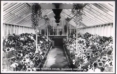 Gloxinia Greenhouse WANNOCK GARDENS Sussex. Vintage RP Postcard. Free Post • £4.75