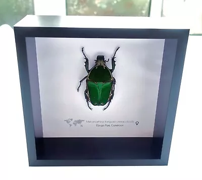 Mecynorrhina Torquata Immaculicollis Female Beetle Taxidermy  Frame 6  X 6  • $37.29