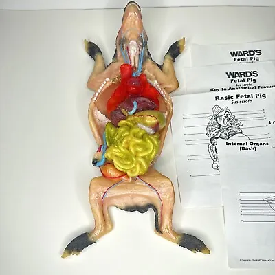 Vintage Ward's Fetal Pig Anatomical Model W/ Paperwork Anatomic Display Oddity • $233.74