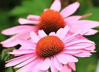 Echinacea - 30 Seeds - Echinacea Purpurea - Fast Uk Dispatch • £2.49