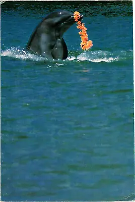 Continental Postcard Dolphin Show Kahala Hilton Honolulu Hawaii • $5.95