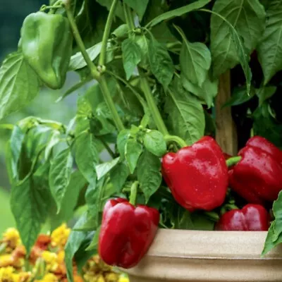 T&M Sweet Bell Red Pepper Popti F1 Dwarf Easy Grow Garden Vegetable 3 Plug Plant • £9.99