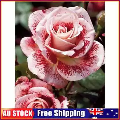 $11.59 • Buy 5D DIY Diamond Painting Kits Full Round Drill Pink Rose Flower Art (B4611)