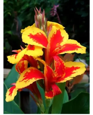 Canna Lily-queen Charlotte Tubersbulbs Perennial Summer Plant Flowering Lilies • £8.99