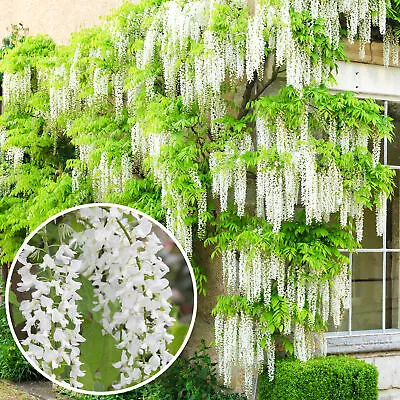 £14.99 • Buy Wisteria Alba | White Flowering Deciduous Hardy Climbing Garden Shrub Plant
