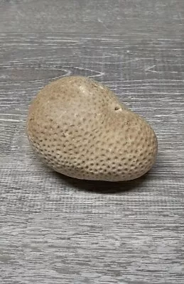 $17.49 • Buy Natural Coral Piece Saltwater Shell Seashell Off White Real Reef 3-4  Brain
