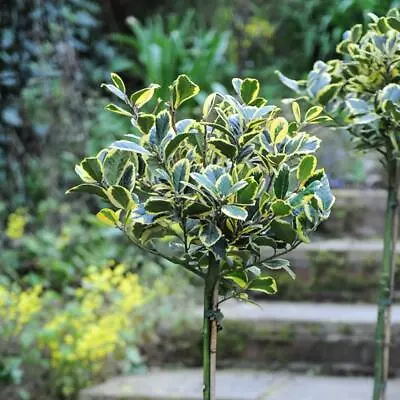 T&M Holly Standard Tree Hardy Evergreen Garden Golden King 1 X 17cm Potted Plant • £29.99