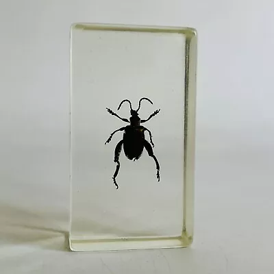 Real Life Bugs And Insects National Geographic Taxidermy Paperweight Beetle • £8.25