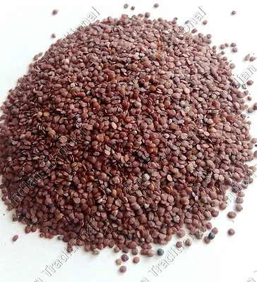 Bulk Lajwanti Beej Mimosa Pudica Linn Seed Chuimui Lajjalu Sensitive Plant Seed • $8.88