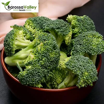 BROCCOLI GREEN DWARF F1 15 Seeds A RARE HYBRID Vegetable Garden AUTUMN WINTER • $4.35