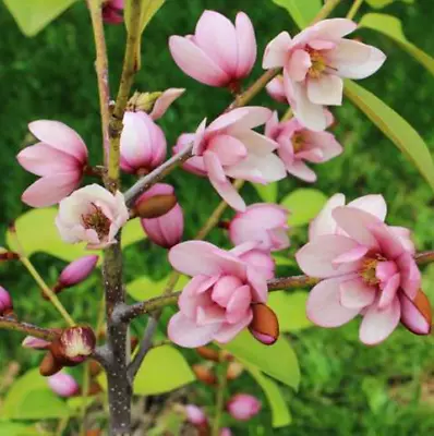 Magnolia Tree Plant Live Fairy Blush Fragrant Pink Light Flowering 4  Pot Size • $65.95