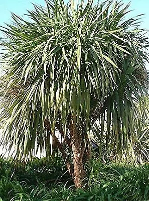 Cordyline Australis Cabbage Palm Plant 50-60cm Supplied In A 2 Litre Pot • £14.99