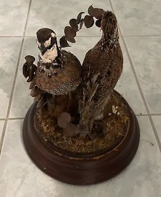 Pair Of Vintage Bobwhites Quail Standing Taxidermy Glass Wood Base… • $225