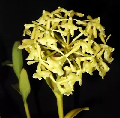 Fragrant Epidendrum Melistagum Species Orchid Plant • $32.95